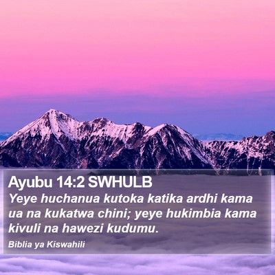 Ayubu 14:2 SWHULB Bible Verse Image