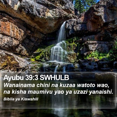 Ayubu 39:3 SWHULB Bible Verse Image