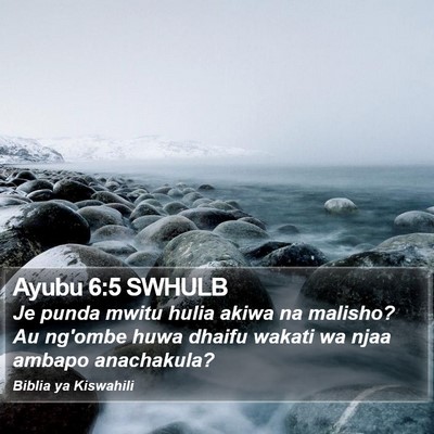 Ayubu 6:5 SWHULB Bible Verse Image