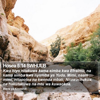 Hosea 5:14 SWHULB Bible Verse Image