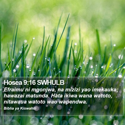 Hosea 9:16 SWHULB Bible Verse Image