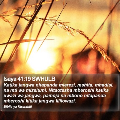 Isaya 41:19 SWHULB Bible Verse Image