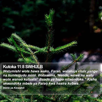 Kutoka 11:8 SWHULB Bible Verse Image