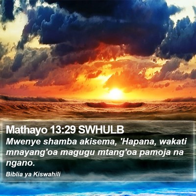 Mathayo 13:29 SWHULB Bible Verse Image