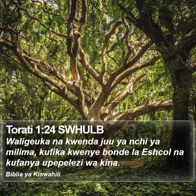 Torati 1:24 SWHULB Bible Verse Image