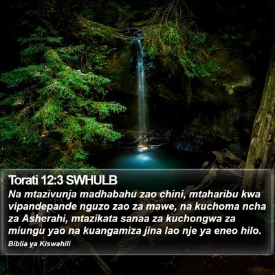 Torati 12:3 SWHULB Bible Verse Image
