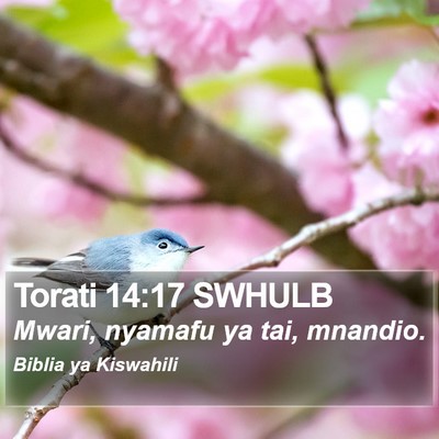 Torati 14:17 SWHULB Bible Verse Image