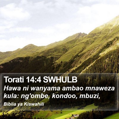 Torati 14:4 SWHULB Bible Verse Image