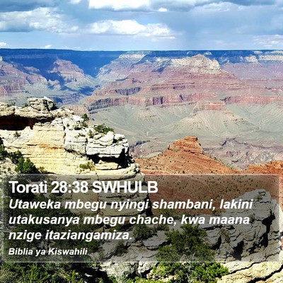 Torati 28:38 SWHULB Bible Verse Image