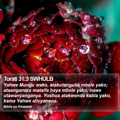 Torati 31:3 SWHULB Bible Verse Image