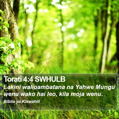 Torati 4:4 SWHULB Bible Verse Image