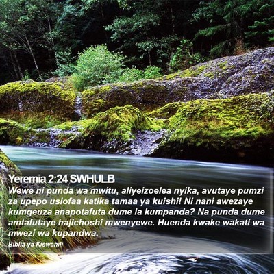 Yeremia 2:24 SWHULB Bible Verse Image