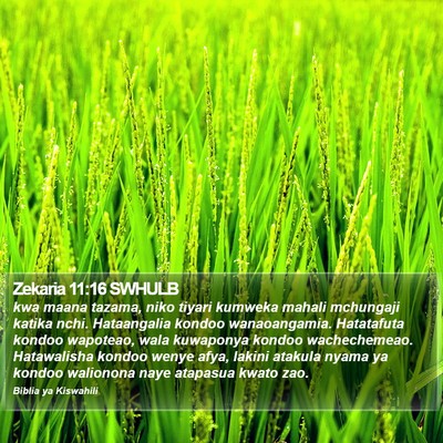 Zekaria 11:16 SWHULB Bible Verse Image