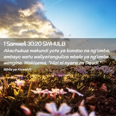 Picture 02 - 1 Samweli 30:20 SWHULB - Akachukua makundi yote ya kondoo na ng'ombe, - Bible Verse Picture