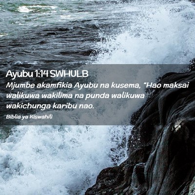 Picture 02 - Ayubu 1:14 SWHULB - Mjumbe akamfikia Ayubu na kusema, “Hao maksai - Bible Verse Picture