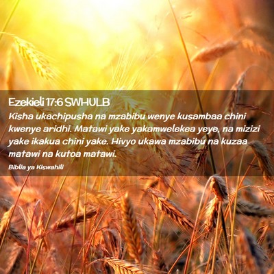 Picture 02 - Ezekieli 17:6 SWHULB - Kisha ukachipusha na mzabibu wenye kusambaa chini - Bible Verse Picture