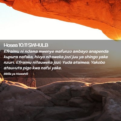 Picture 02 - Hosea 10:11 SWHULB - Efraimu ni ndama mwenye mafunzo ambayo anapenda - Bible Verse Picture