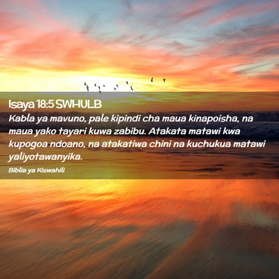Picture 02 - Isaya 18:5 SWHULB - Kabla ya mavuno, pale kipindi cha maua - Bible Verse Picture