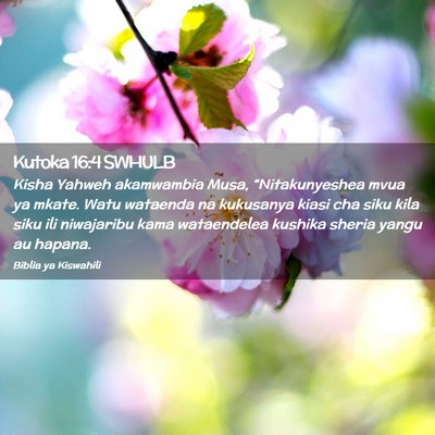 Picture 02 - Kutoka 16:4 SWHULB - Kisha Yahweh akamwambia Musa, “Nitakunyeshea - Bible Verse Picture