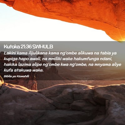 Picture 02 - Kutoka 21:36 SWHULB - Lakini kama ilijulikana kama ng'ombe alikuwa na - Bible Verse Picture