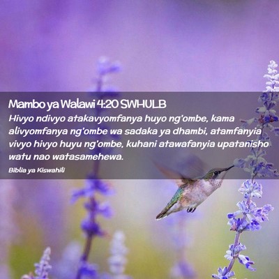 Picture 02 - Mambo ya Walawi 4:20 SWHULB - Hivyo ndivyo atakavyomfanya huyo ng'ombe, kama - Bible Verse Picture