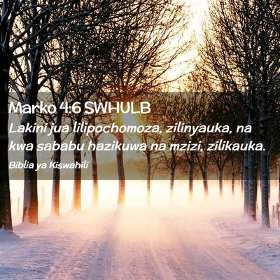 Picture 02 - Marko 4:6 SWHULB - Lakini jua lilipochomoza, zilinyauka, na kwa - Bible Verse Picture