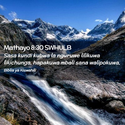 Picture 02 - Mathayo 8:30 SWHULB - Sasa kundi kubwa la nguruwe lilikuwa likichunga, - Bible Verse Picture