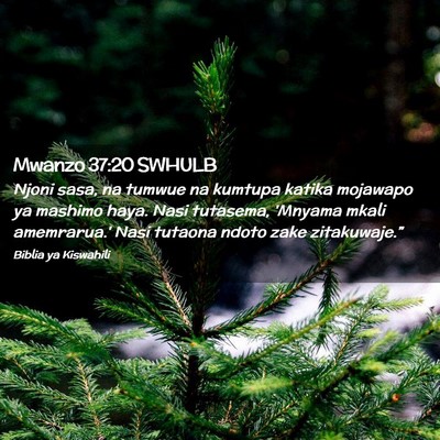 Picture 02 - Mwanzo 37:20 SWHULB - Njoni sasa, na tumwue na kumtupa katika mojawapo - Bible Verse Picture