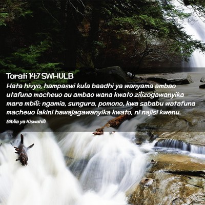 Picture 02 - Torati 14:7 SWHULB - Hata hivyo, hampaswi kula baadhi ya wanyama ambao - Bible Verse Picture