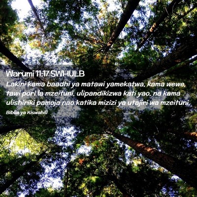 Picture 02 - Warumi 11:17 SWHULB - Lakini kama baadhi ya matawi yamekatwa, kama - Bible Verse Picture