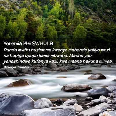 Picture 02 - Yeremia 14:6 SWHULB - Punda mwitu husimama kwenye mabonde yaliyo wazi - Bible Verse Picture