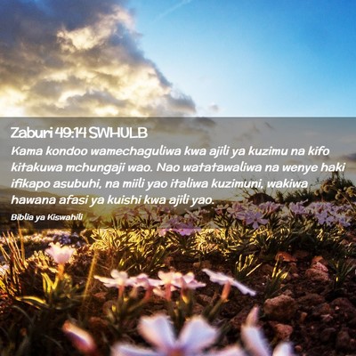 Picture 02 - Zaburi 49:14 SWHULB - Kama kondoo wamechaguliwa kwa ajili ya kuzimu na - Bible Verse Picture