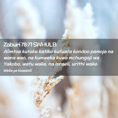 Picture 02 - Zaburi 78:71 SWHULB - Alimtoa kutoka katika kufuata kondoo pamoja na - Bible Verse Picture