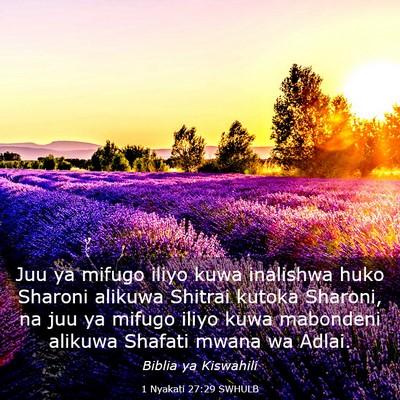 Picture 03 - 1 Nyakati 27:29 SWHULB - Juu ya mifugo iliyo kuwa inalishwa huko Sharoni - Bible Verse Picture