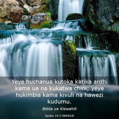 Picture 03 - Ayubu 14:2 SWHULB - Yeye huchanua kutoka katika ardhi kama ua na - Bible Verse Picture