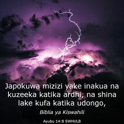 Picture 03 - Ayubu 14:8 SWHULB - Japokuwa mizizi yake inakua na kuzeeka katika - Bible Verse Picture