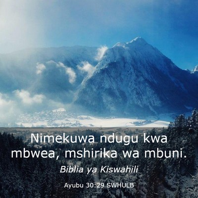 Picture 03 - Ayubu 30:29 SWHULB - Nimekuwa ndugu kwa mbwea, mshirika wa - Bible Verse Picture
