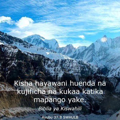 Picture 03 - Ayubu 37:8 SWHULB - Kisha hayawani huenda na kujificha na kukaa - Bible Verse Picture