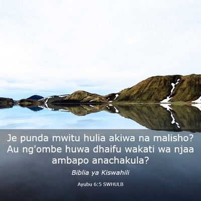 Picture 03 - Ayubu 6:5 SWHULB - Je punda mwitu hulia akiwa na malisho? Au ng'ombe - Bible Verse Picture