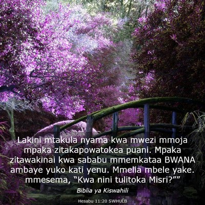 Picture 03 - Hesabu 11:20 SWHULB - Lakini mtakula nyama kwa mwezi mmoja mpaka - Bible Verse Picture
