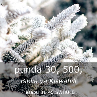 Picture 03 - Hesabu 31:45 SWHULB - punda 30, - Bible Verse Picture