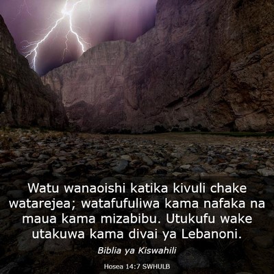 Picture 03 - Hosea 14:7 SWHULB - Watu wanaoishi katika kivuli chake watarejea; - Bible Verse Picture