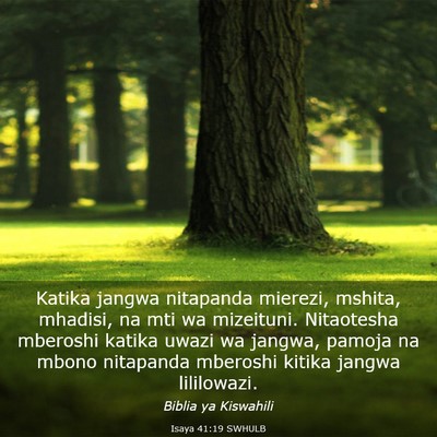 Picture 03 - Isaya 41:19 SWHULB - Katika jangwa nitapanda mierezi, mshita, mhadisi, - Bible Verse Picture