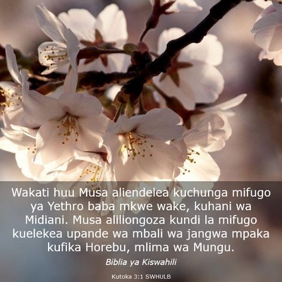 Picture 03 - Kutoka 3:1 SWHULB - Wakati huu Musa aliendelea kuchunga mifugo ya - Bible Verse Picture