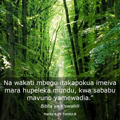 Picture 03 - Marko 4:29 SWHULB - Na wakati mbegu itakapokua imeiva mara hupeleka - Bible Verse Picture