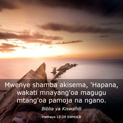 Picture 03 - Mathayo 13:29 SWHULB - Mwenye shamba akisema, 'Hapana, wakati mnayang'oa - Bible Verse Picture