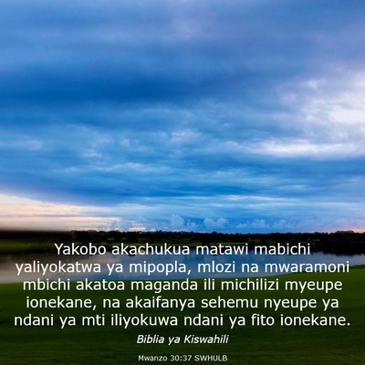 Picture 03 - Mwanzo 30:37 SWHULB - Yakobo akachukua matawi mabichi yaliyokatwa ya - Bible Verse Picture