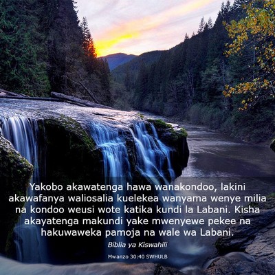 Picture 03 - Mwanzo 30:40 SWHULB - Yakobo akawatenga hawa wanakondoo, lakini - Bible Verse Picture