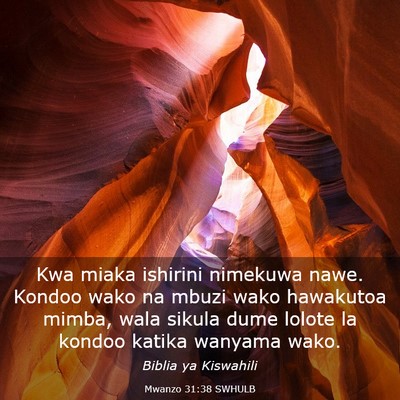 Picture 03 - Mwanzo 31:38 SWHULB - Kwa miaka ishirini nimekuwa nawe. Kondoo wako na - Bible Verse Picture