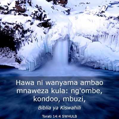 Picture 03 - Torati 14:4 SWHULB - Hawa ni wanyama ambao mnaweza kula: ng'ombe, - Bible Verse Picture